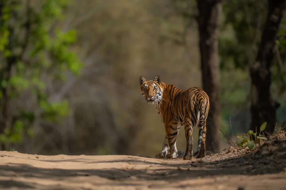 Tadoba Diaries (3N/4D)