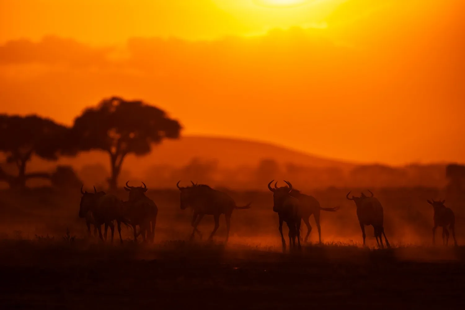 Image for Day 2 - Day 4: Full day exploring Masai Mara