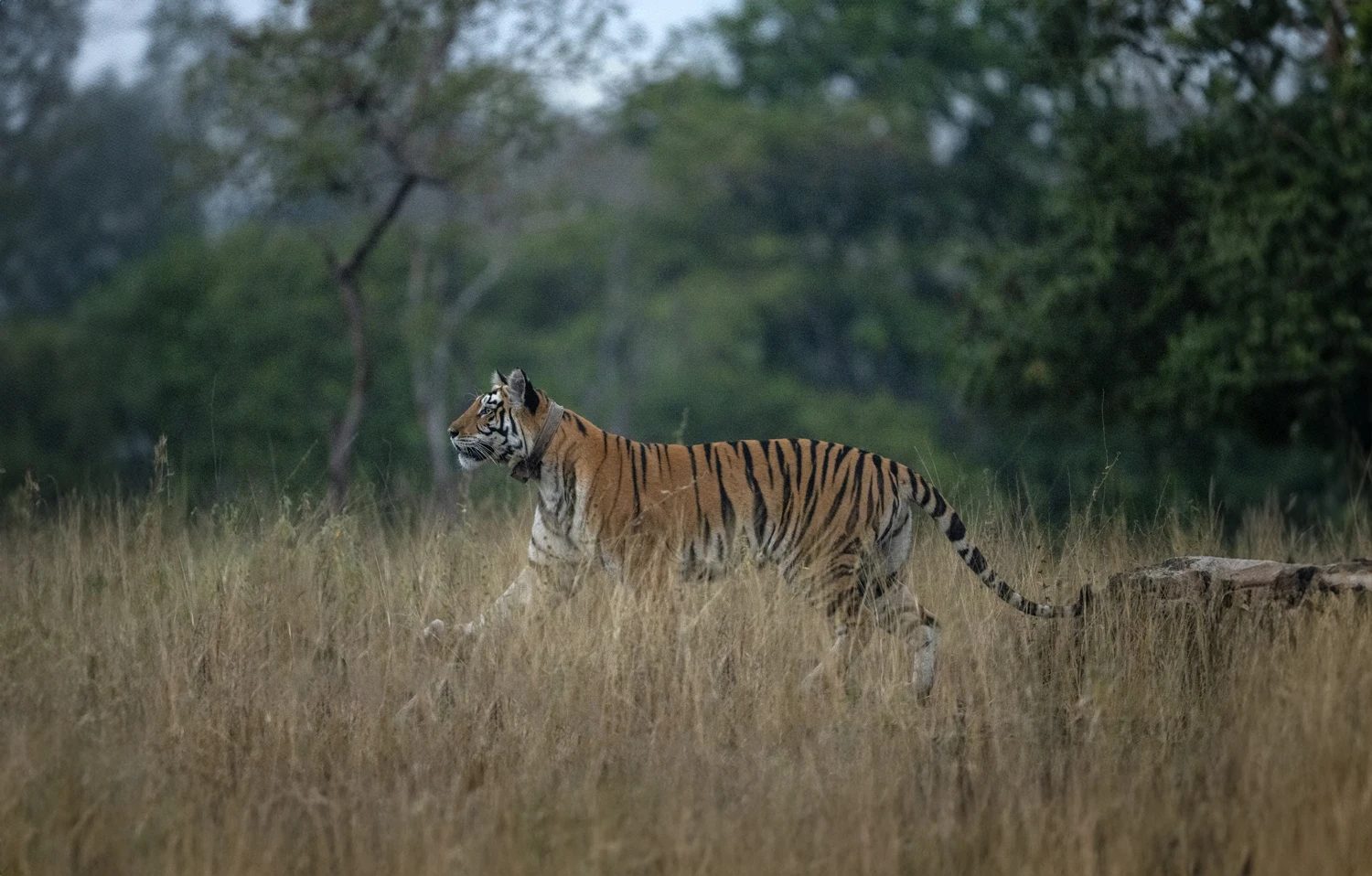 Panna Tiger Diaries (4N/5D)