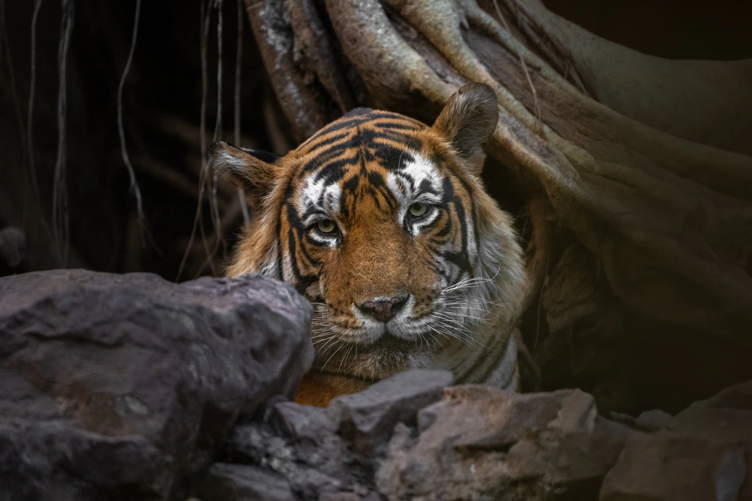 Ranthambhore Tiger Diaries (3N/4D)