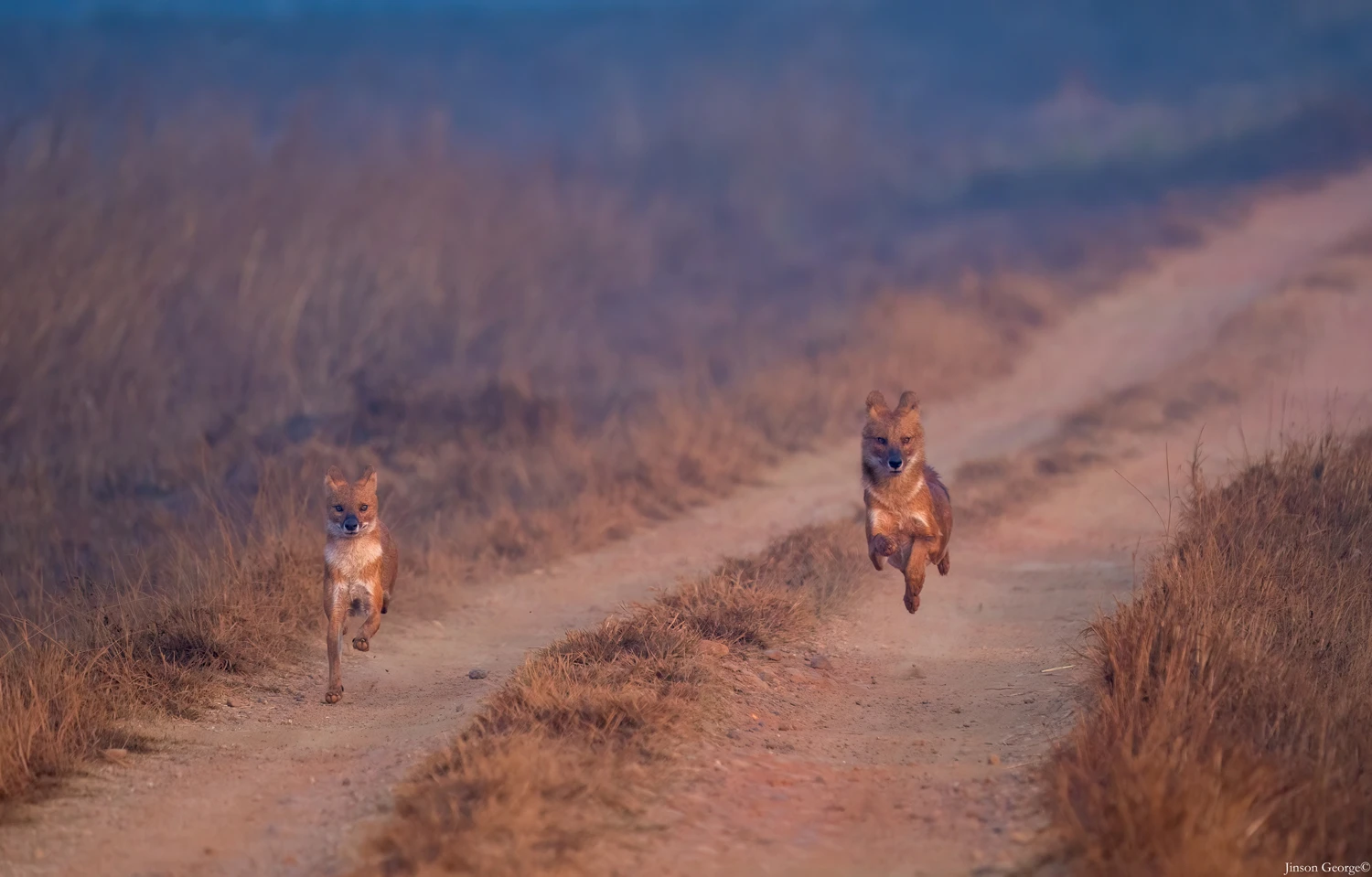 Kanha Wilderness Diaries (3N/4D)