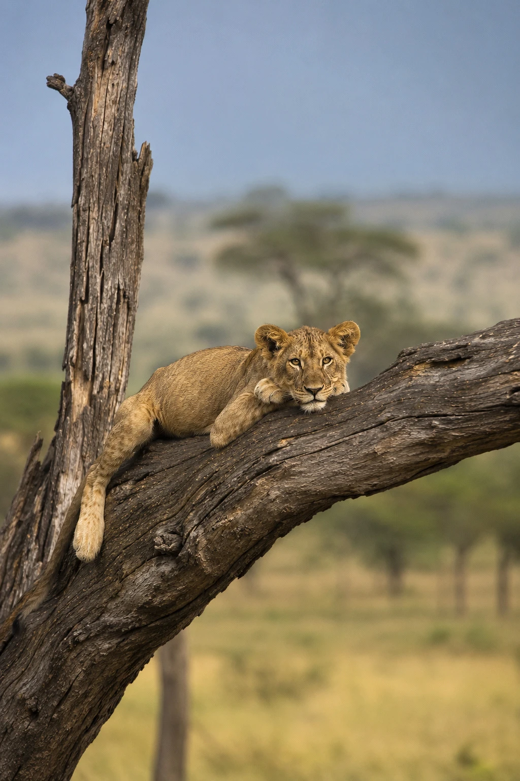 Serengeti Diaries (8N/9D)