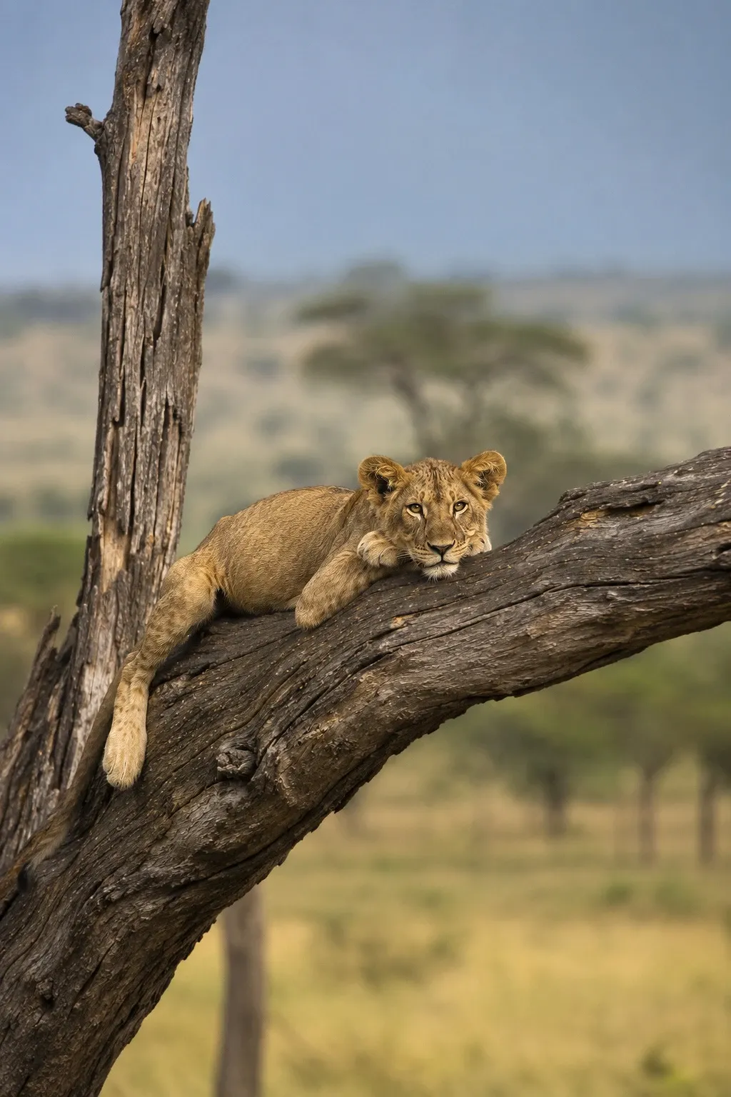 Image for Day 1: Arrival in Arusha