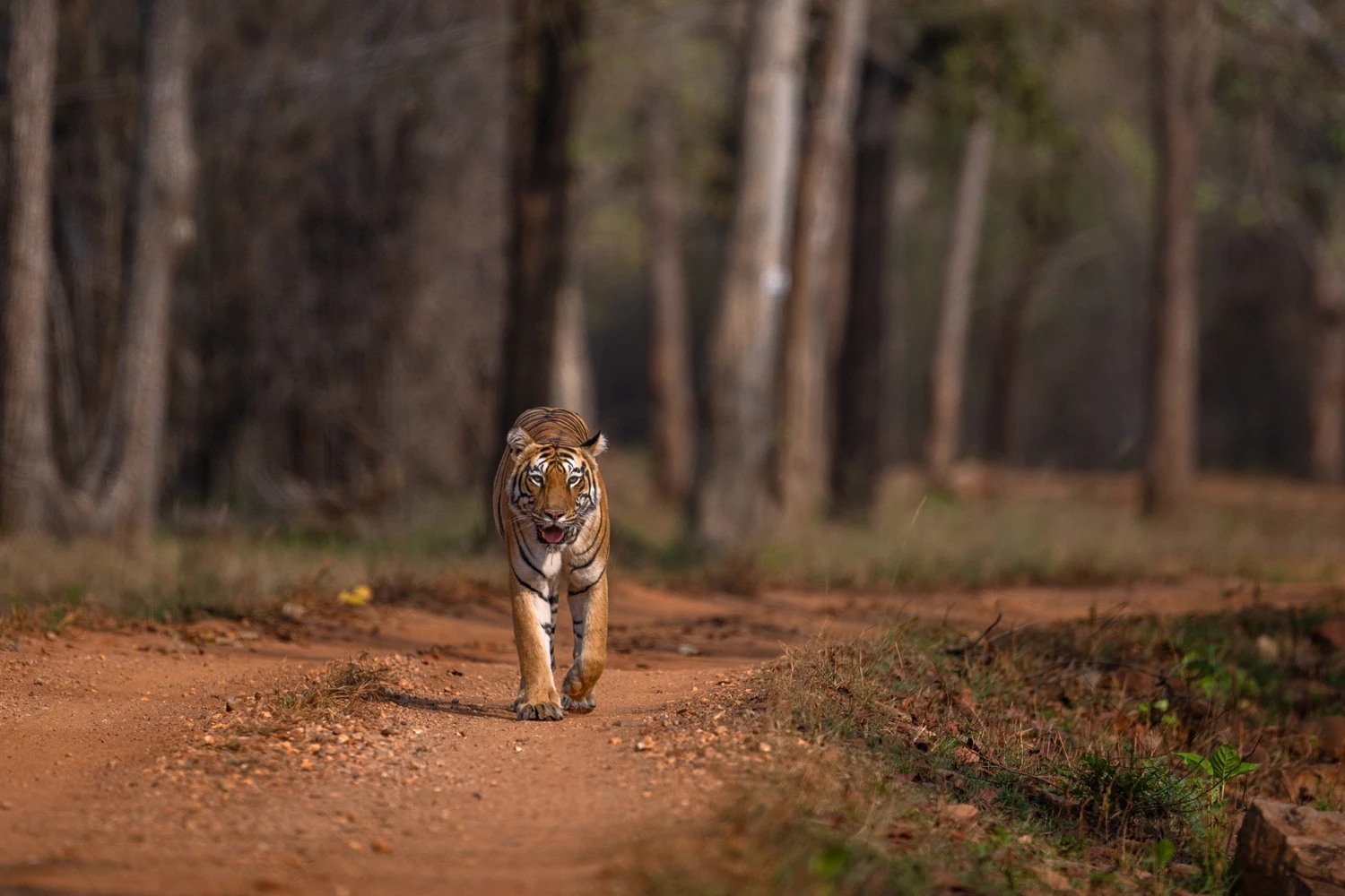 Tadoba Tiger Diaries (3N/4D)
