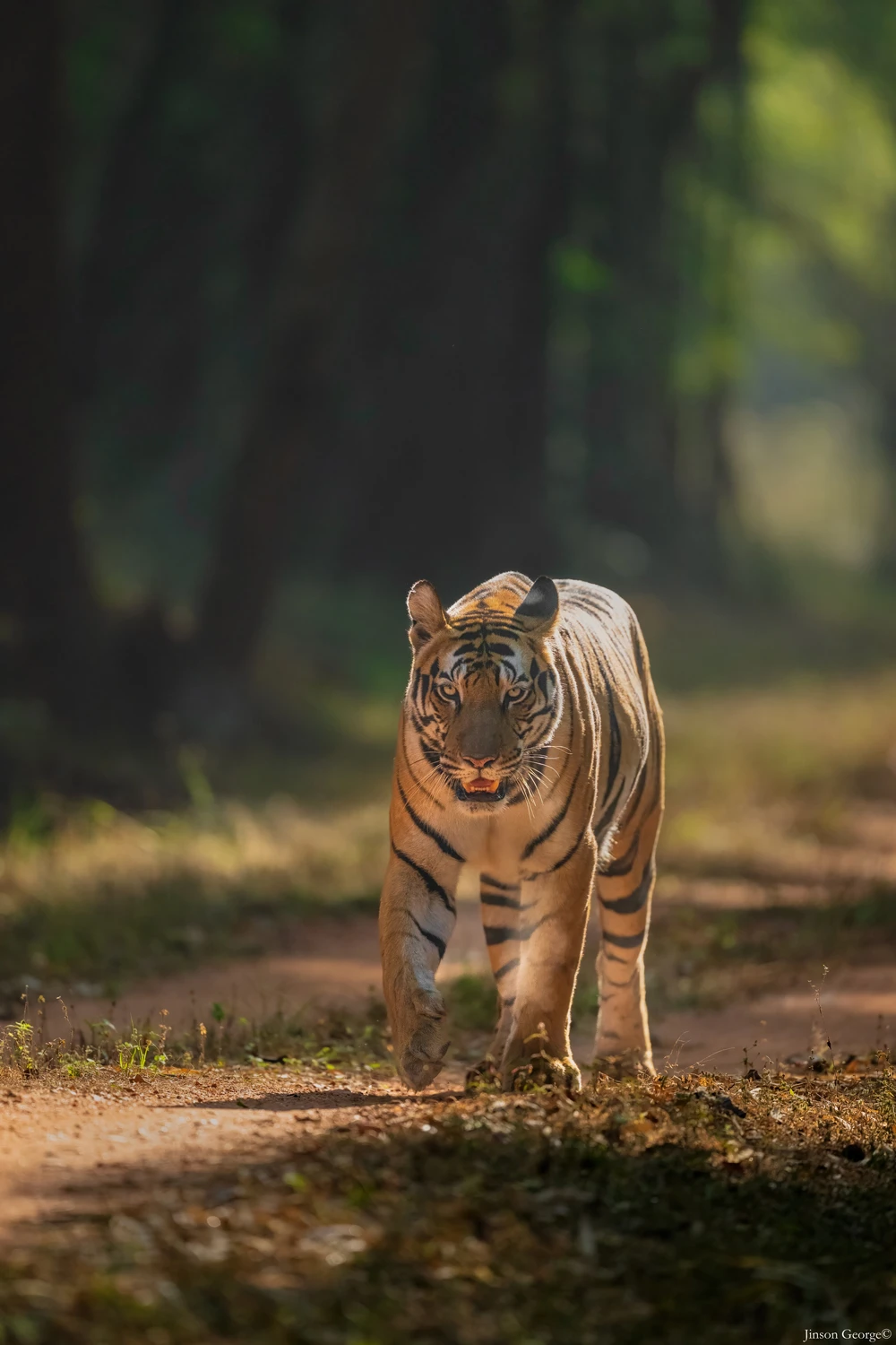 Bandhavgarh Tiger Diaries (4N/5D)