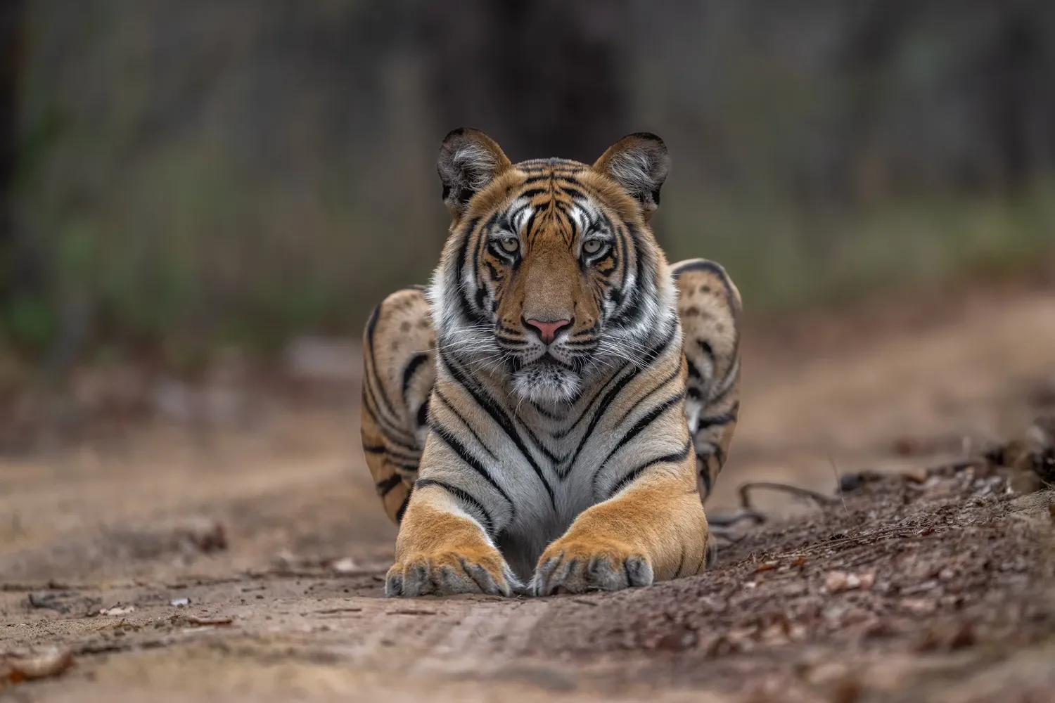 Image for Day 2 - Day 3 - Morning & Evening safaris