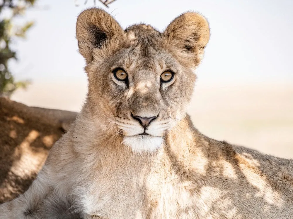 Image for Day 2: Arusha to Serengeti