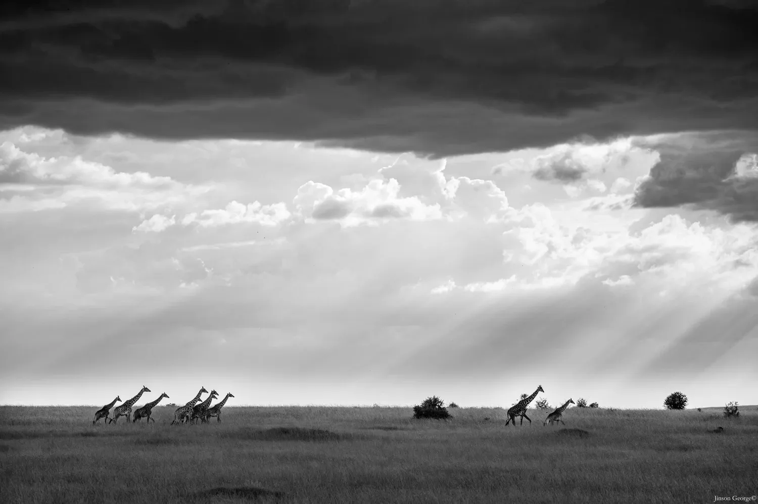 Image for Day 2 - Day 5: Migration trails and full-day safaris