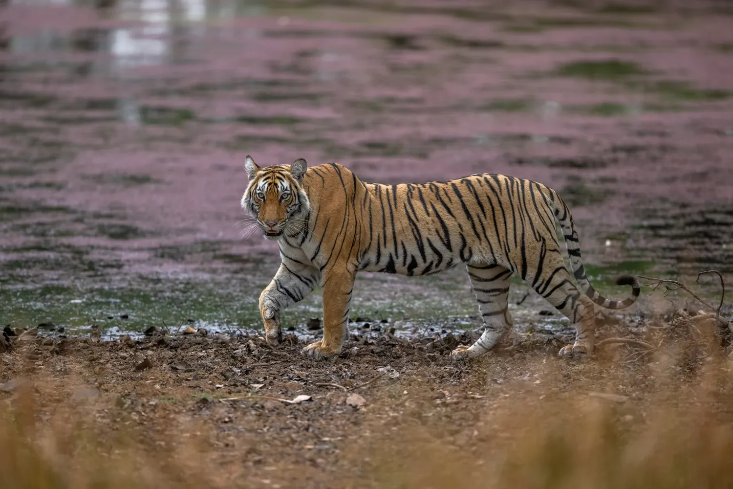 Image for Day 2 - Day 3 - Morning & Evening safaris