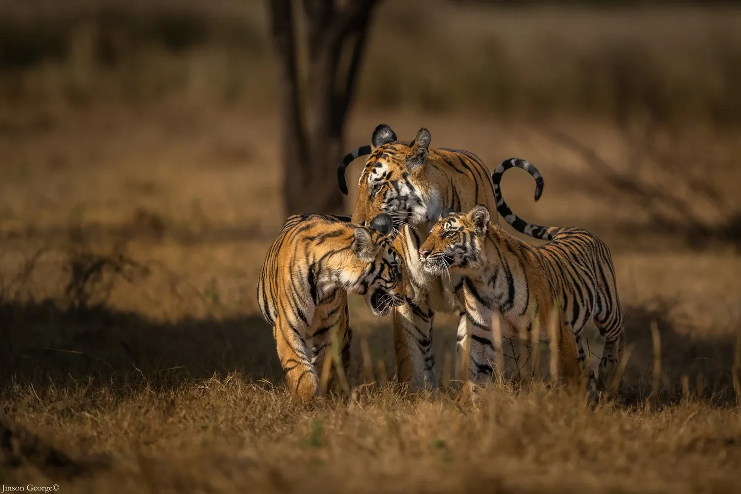 Image for Day 2 - Day 4: Wildlife and river landscapes