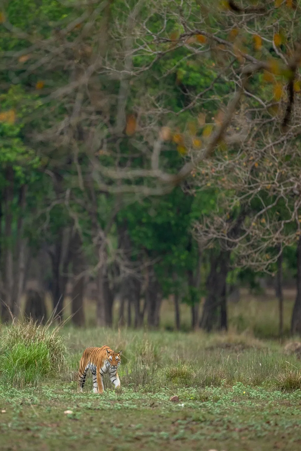 Image for Day 4: Final safari and departure