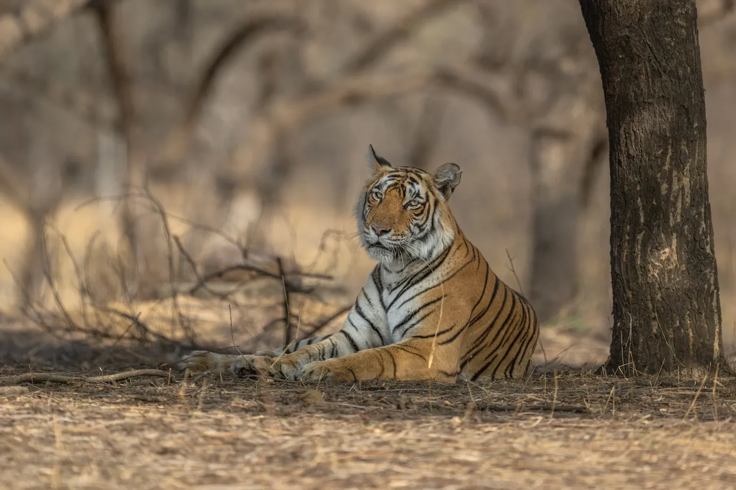 Image for Day 4: Sunrise safari and departure