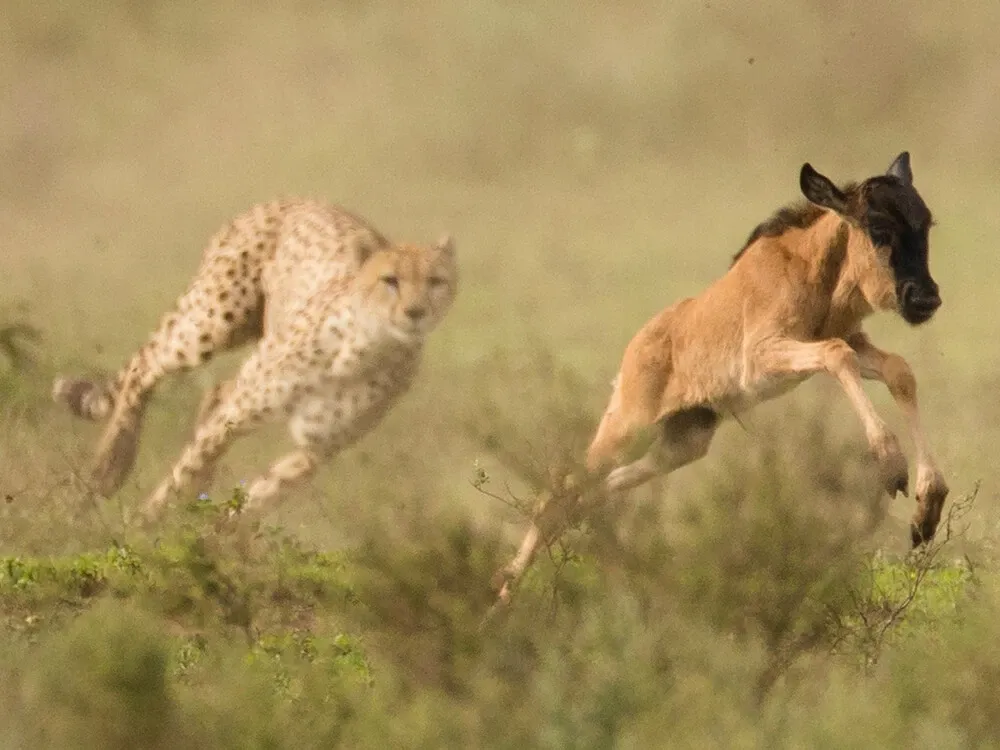 Image for Day 3 - Day 4: Serengeti game drives