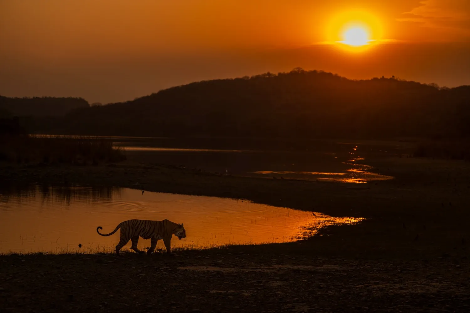 Image for Day 4: Morning safari & Check out