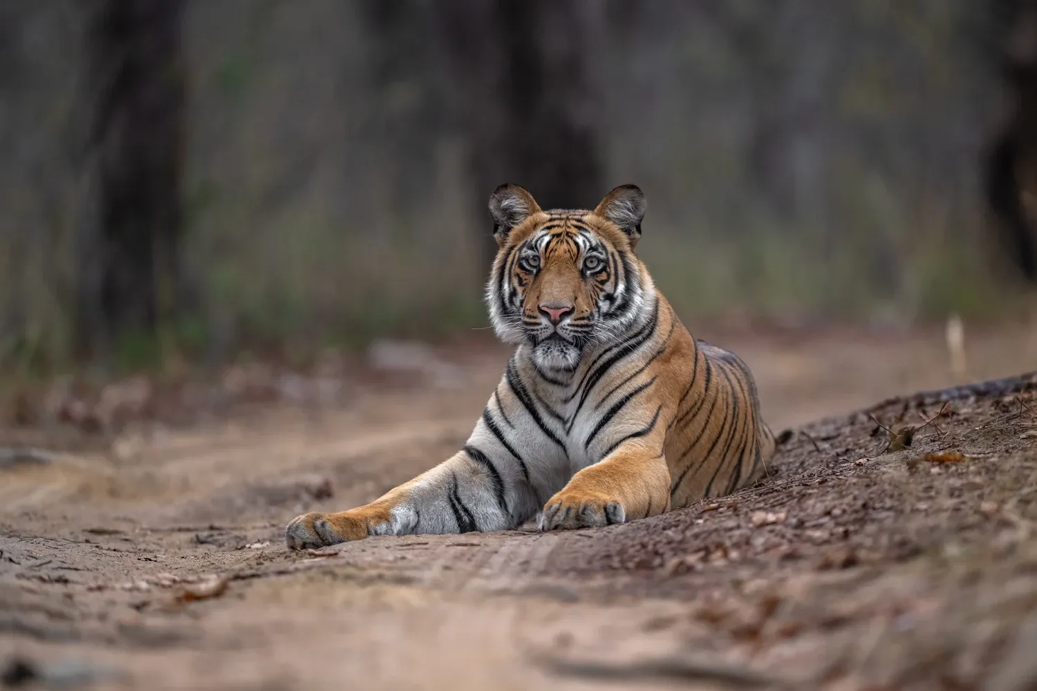 Image for Day 4 - Morning safari & Check out