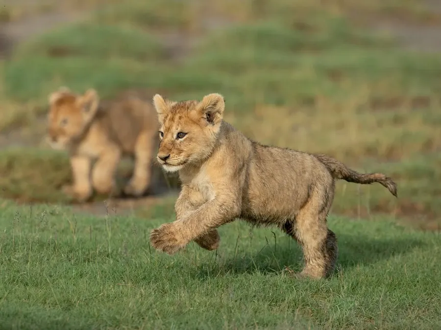 Image for Day 5: Serengeti to Ndutu