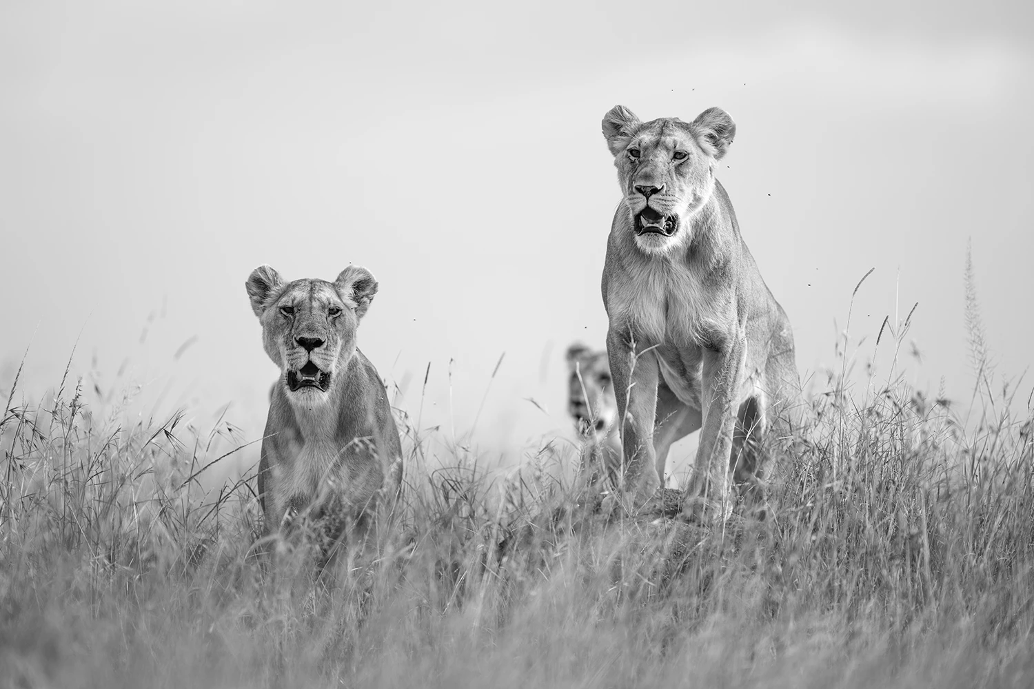 Masai Mara Diaries (4N/5D)