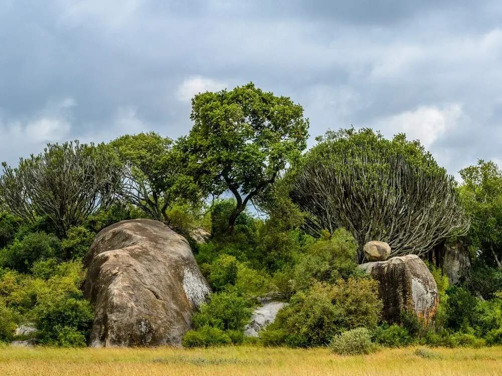 Image for Day 6 - Day 7: Ndutu safari experience