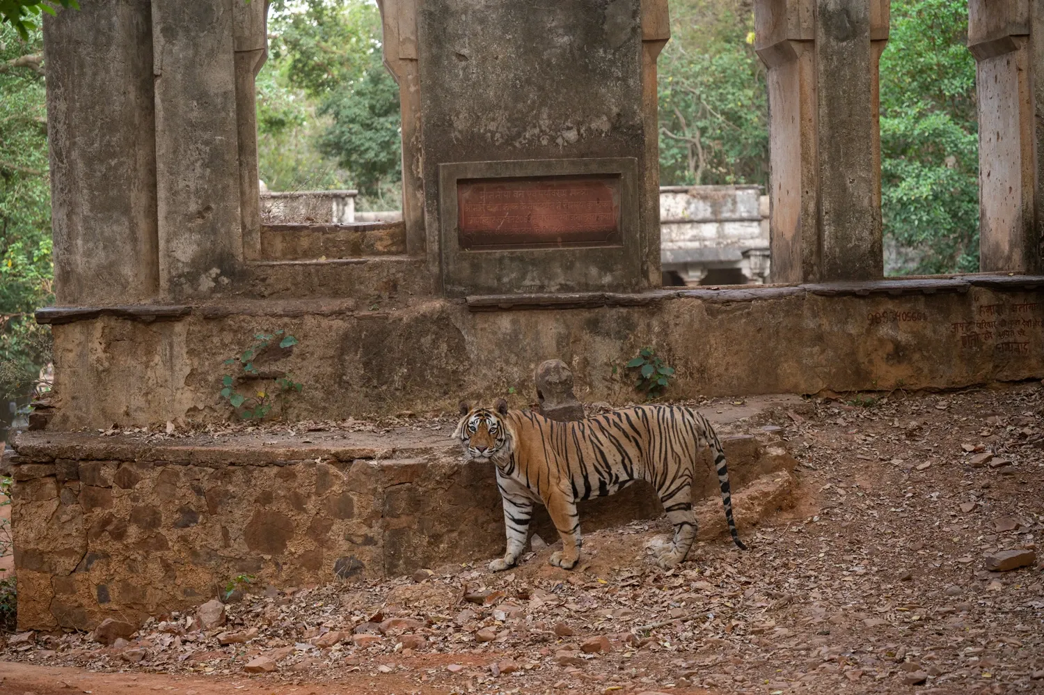 Tour image
